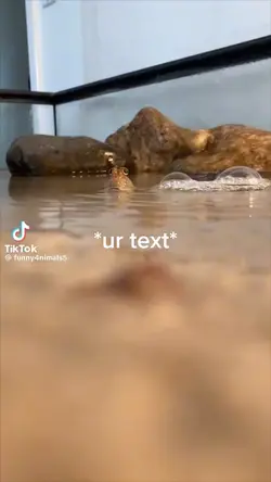 Your text