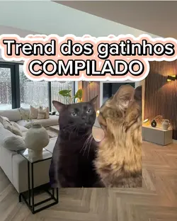 Trend dos gatos