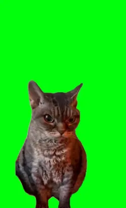 sus grumpy cat