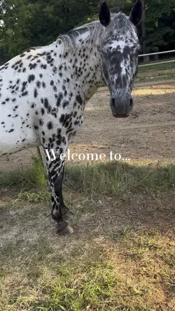 My intro
