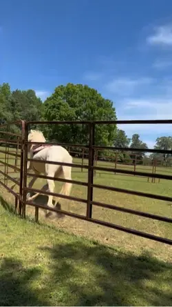 Milby under saddle?!