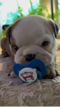 English Bulldogs 