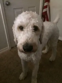 My dead dog😭