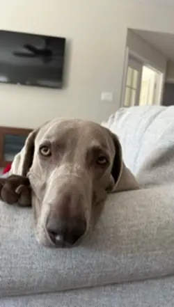 My dog ❤️ 