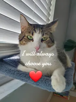 choose you