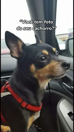 Trend pet foto