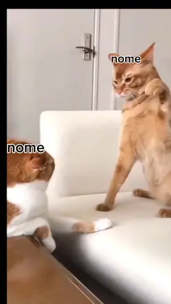 brigando amigos
