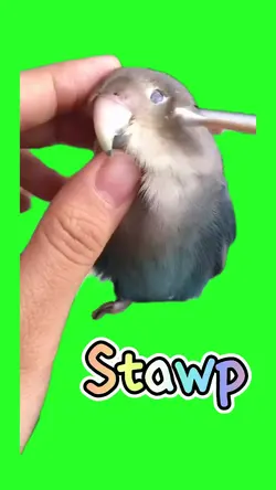 Stawp