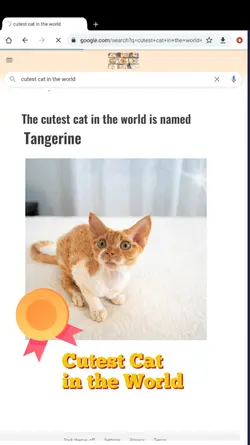 World's Cutest Cat