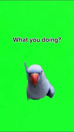What you doing 