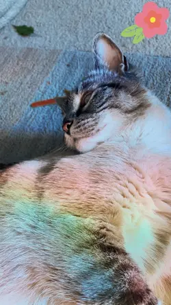 Cute cats❤️