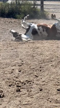 NEMOOO 