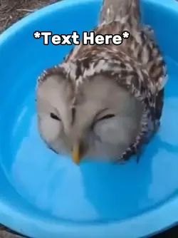 Owl meme 