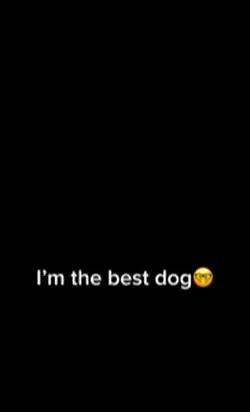 Free dog edit