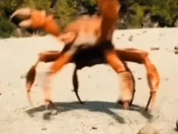 🦀