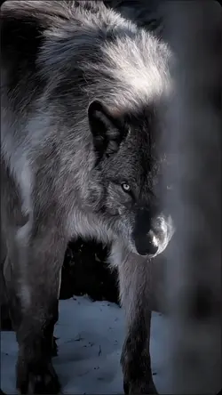 lobo 