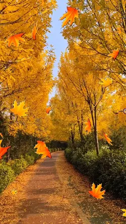 Fallen leaves