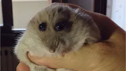 Rat Dance Trend