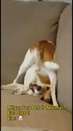 Meme Cachorro