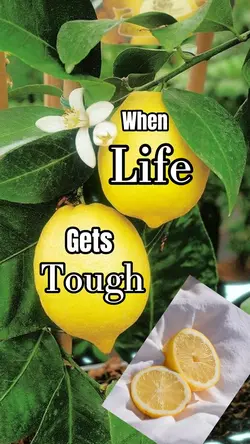 Lemonade