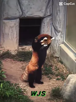 Red panda change🔥🔥🔥.