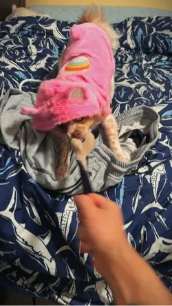 Puppy playing 