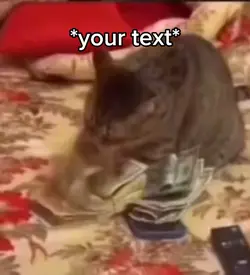 Money cat