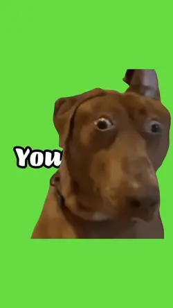 Shocked dog
