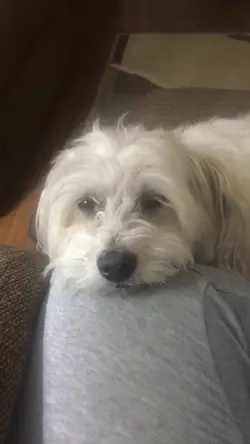 I miss my dog