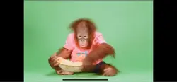 Orangutans 