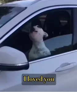 Singing dog meme