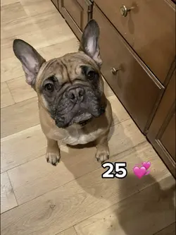 frenchie 25 💞