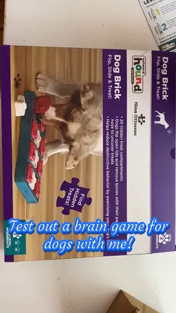 Game for dogs! 