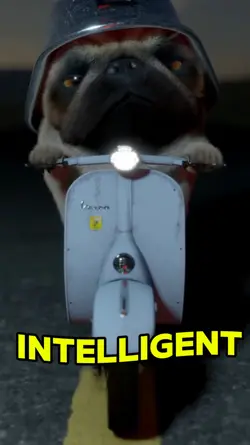 Smarter Tiktok