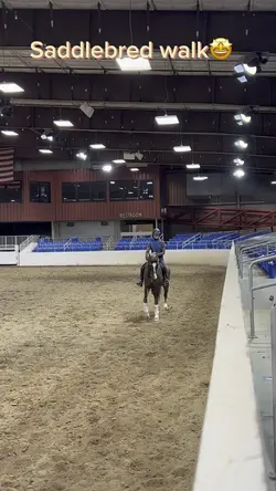 Saddlebred walk🤩