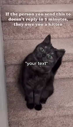 Owe kitten
