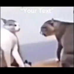 Fighting Cats