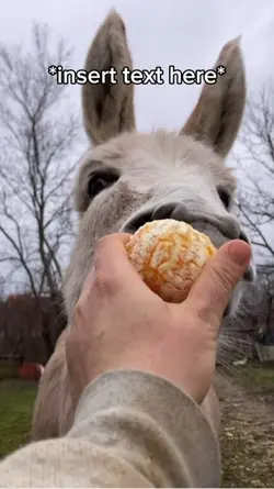 Donkey Meme