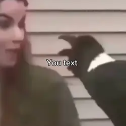 Funny bird 🤣🦅