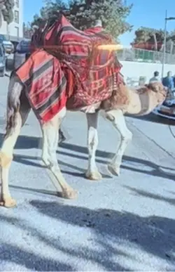 Camel almost fell  