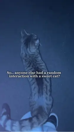I love them🙏🐈🐈‍⬛