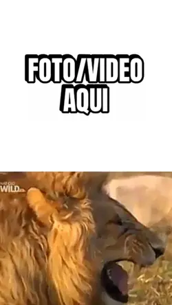 Leão rindo 