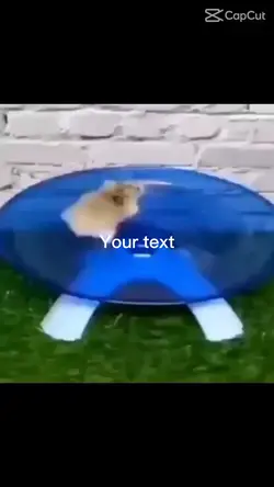 Hamsters