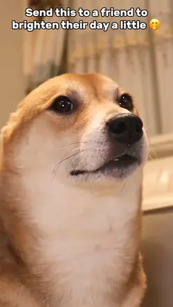 Cute Dog Meme