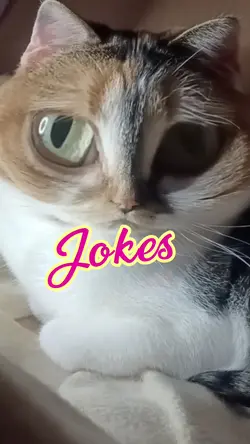 cat jokes