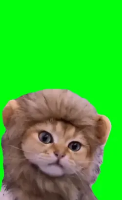 lion cat