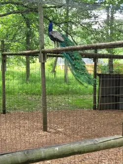 Beautiful bird