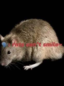 Rats can’t smile<3