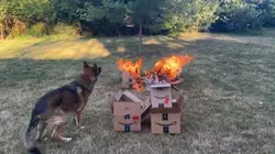 Fire Dog