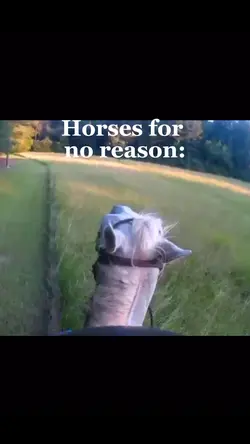Horses for no reaso